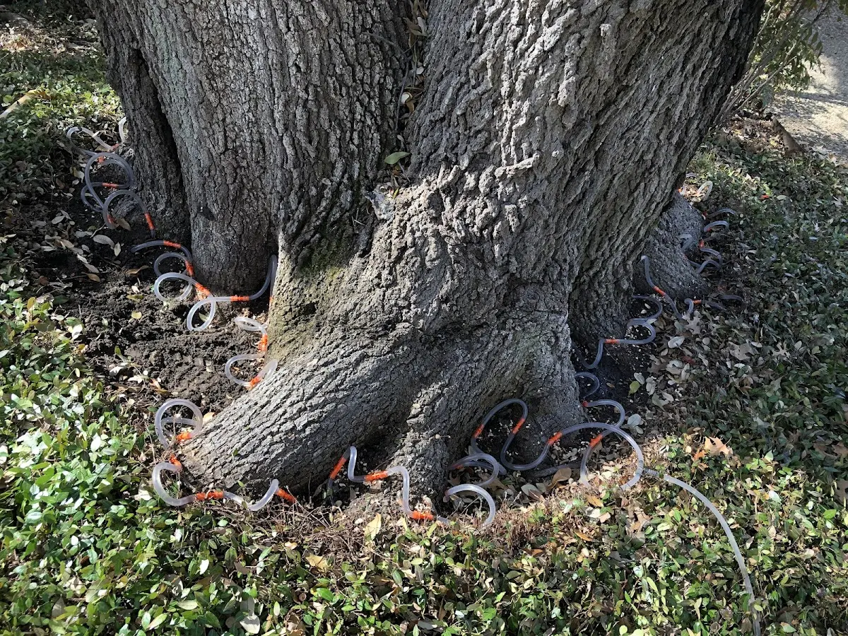 Detailed Tree Cabling and Bracing job site in Valley Cottage